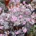 kalanchoe. pomica
