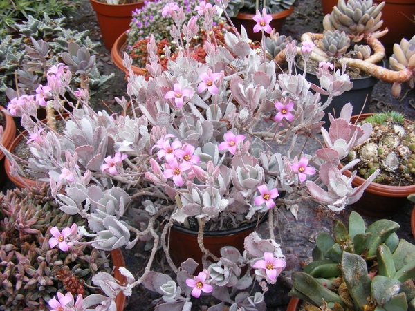 kalanchoe. pomica