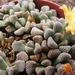 titanopsis. primosii