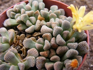 titanopsis. primosii