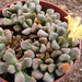 titanopsis. primosii.                         2