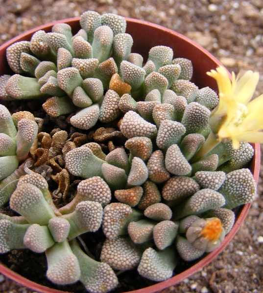 titanopsis. primosii.                         2