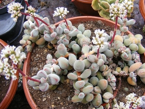 crassula.remota. v . subaphylla