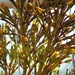 HATIORA SALICORIOIDES