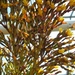 HATIORA SALICORIOIDES.jpg 2