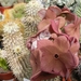 hoodia . gordonii                          5
