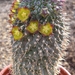 hoodia pilifera