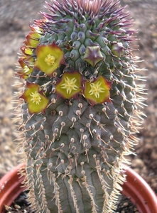 hoodia pilifera