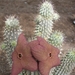 hoodia.gordonii.  2