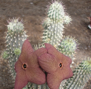 hoodia.gordonii.  2