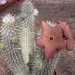 hoodia.gordonii.   4