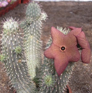 hoodia.gordonii.   4