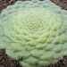 aeonium. tabulaeforme