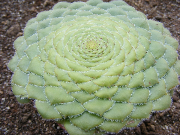 aeonium. tabulaeforme