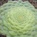 aeonium. tabulaeforme.                              2