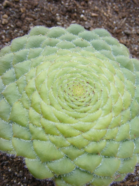 aeonium. tabulaeforme.                              2