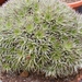 abromeitiella  chlorantha