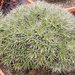 abromeitiella chlorantha.                            2