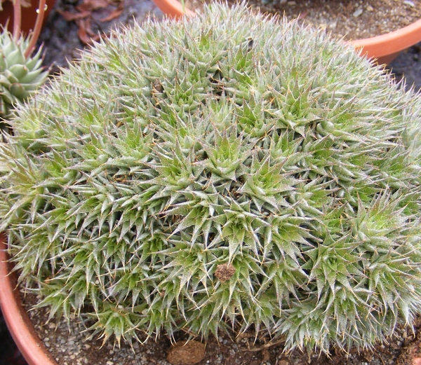 abromeitiella chlorantha.                            2