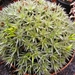 abromeitiella . breviflora