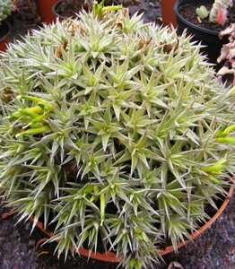 abromeitiella . breviflora