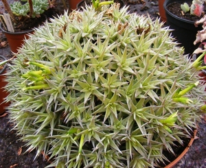 abromeitiella. breviflora.                             2
