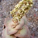 crassula  hemispaerica