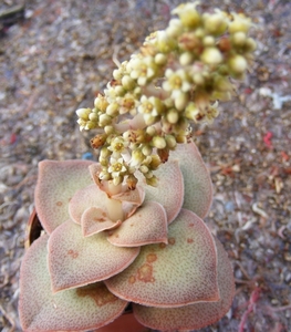 crassula  hemispaerica