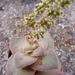 crassula  hemispaerica.                                  2