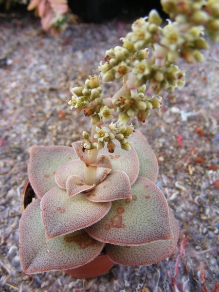 crassula  hemispaerica.                                  2