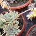 echeveria. pulidonis