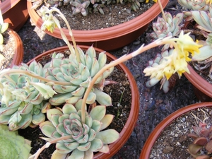 echeveria. pulidonis