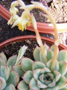 echeveria. pulidonis                          2