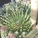 euphorbia caput-medusae