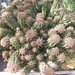euphorbia horrida