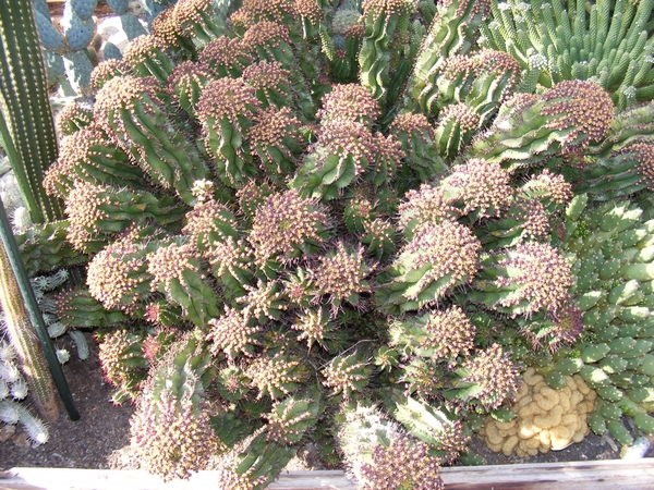 euphorbia horrida