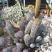 euphorbia horrida . v . striata