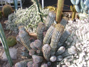 euphorbia horrida . v . striata