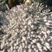 euphorbia fimbriata