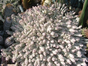 euphorbia fimbriata