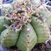 euphoribia  meloformis