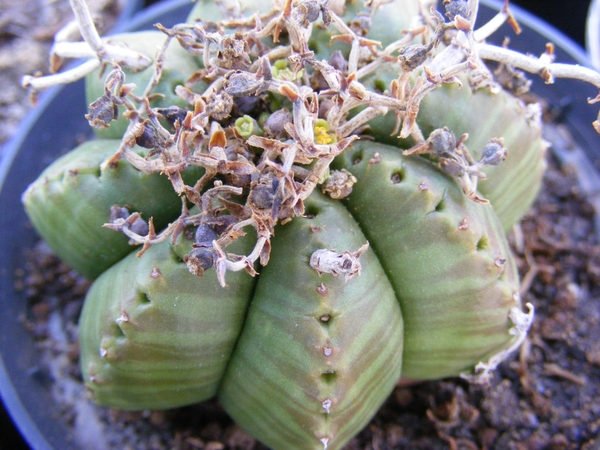 euphoribia  meloformis