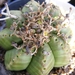 euphoribia  meloformis.                           2