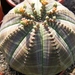 euphoribia  obesa