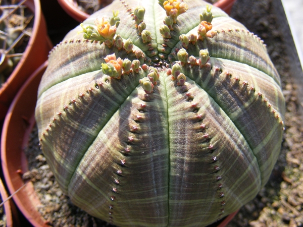 euphoribia  obesa