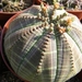 euphoribia  obesa.                        2