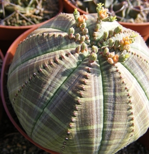 euphoribia  obesa.                        2