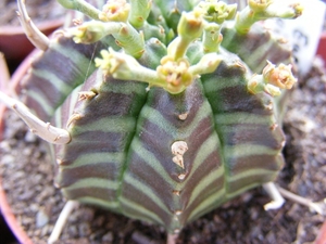 euphoribia valida