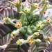 euphoribia valida.                             2