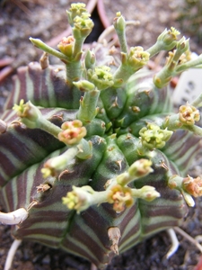 euphoribia valida.                             2